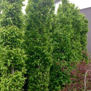 Pyramidal European Hornbeam
