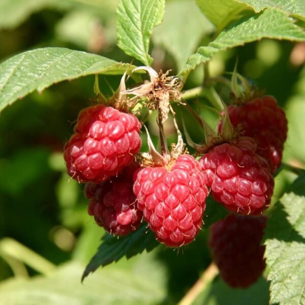 Raspberry x 'Boyne'