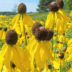 Ratibida pinnata