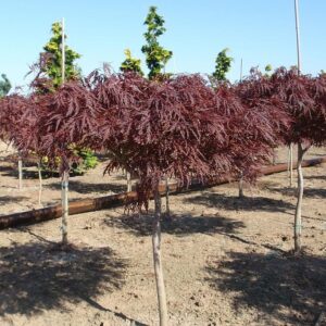Red Dragon Japanese Maple