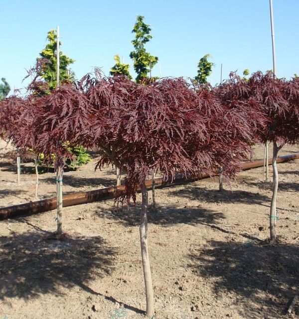 Red Dragon Japanese Maple