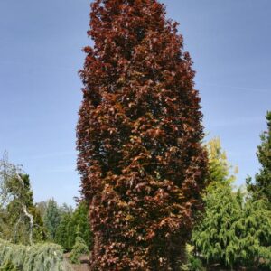 Red Obelisk Beech