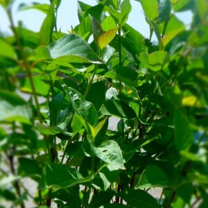 Red Osier Dogwood