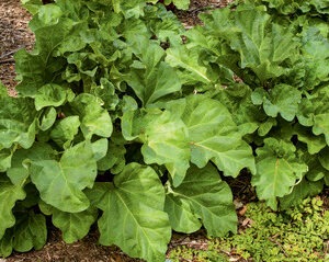 Red Rhubarb