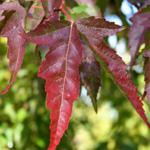 Red Maple