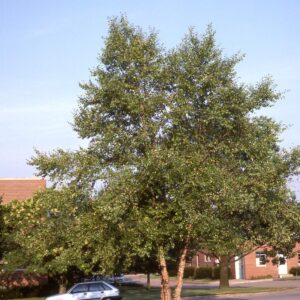 River Birch (Multi-Branch)