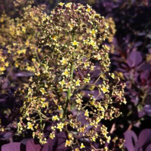Royal Purple smokebush