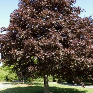 Royal red Maple