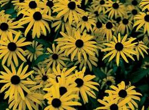 Rudbeckia Goldsturm