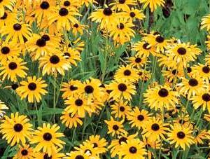 Rudbeckia s.'Viette's Little Suzy'