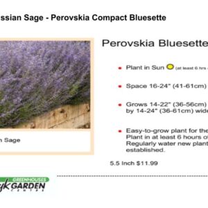 Russian Sage - Perovskia Compact Bluesette
