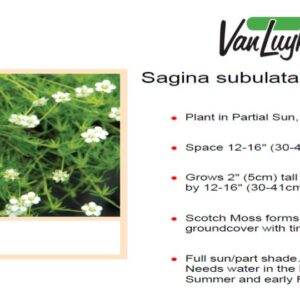 Sagina subulata 'Aurea'
