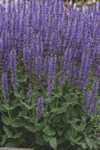 Salvia n.'Blue by You'