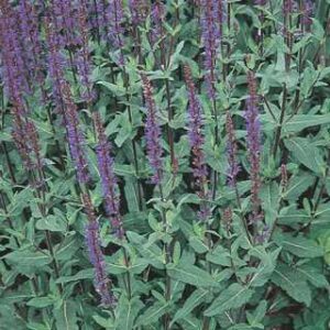 Salvia n.'Caradonna'