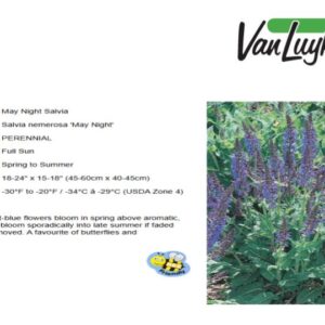Salvia n.'May Night'