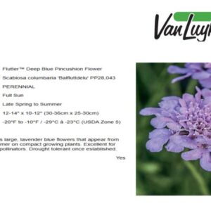 Scabiosa 'Flutter Deep Blue'