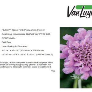 Scabiosa 'Flutter Rose Pink'