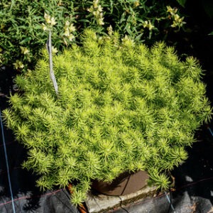 Sedum Angelina