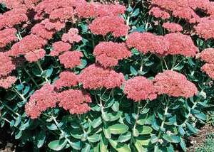 Sedum Autumn Joy