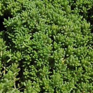 Sedum Baby Tears