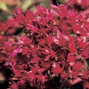 Sedum Dragon's Blood