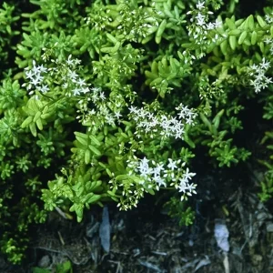 Sedum France