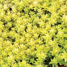 Sedum Golden Acre