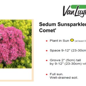 Sedum Sunsparkler 'Cosmic Comet'