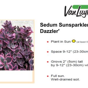 Sedum Sunsparkler 'Dream Dazzler'
