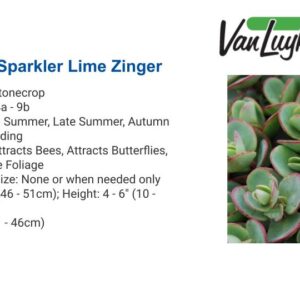 Sedum Sunsparkler 'Lime Zinger'