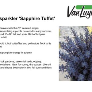 Sedum Sunsparkler 'Sapphire Tuffet'