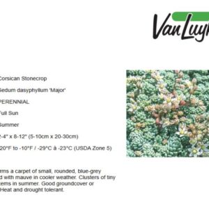 Sedum d.'Major'