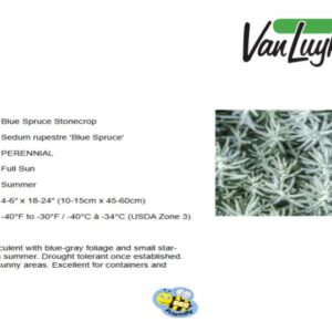 Sedum r.'Blue Spruce'