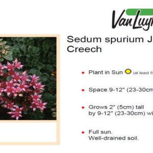 Sedum s.'John Creech'