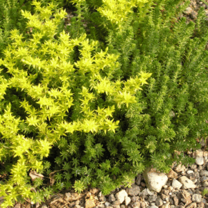 Sedum sexangulare