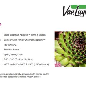 Sempervivum Chick Charms 'Appletini'