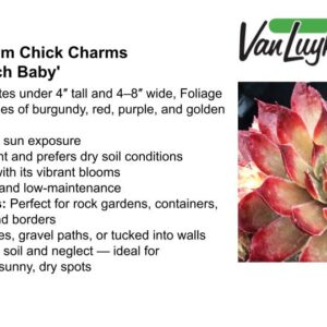 Sempervivum Chick Charms 'Butterscotch Baby'