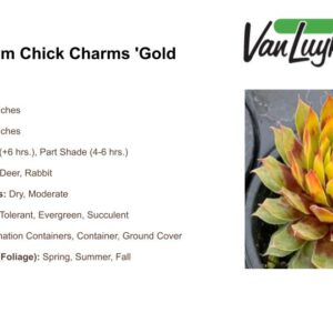 Sempervivum Chick Charms 'Gold Rush'