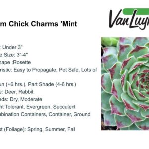 Sempervivum Chick Charms 'Mint Marvel'