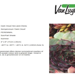 Sempervivum 'Dark Cloud'