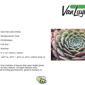 Sempervivum 'Dea'