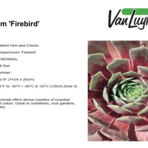 Sempervivum 'Firebird'