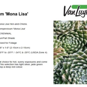 Sempervivum 'Mona Lisa'