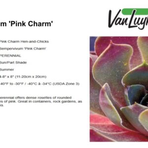 Sempervivum 'Pink Charm'