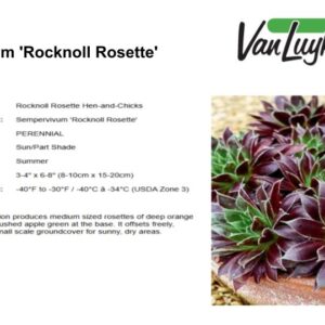 Sempervivum 'Rocknoll Rosette'