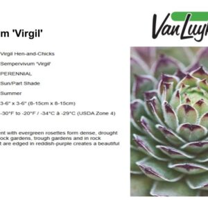 Sempervivum 'Virgil'