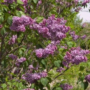 Sensation Lilac