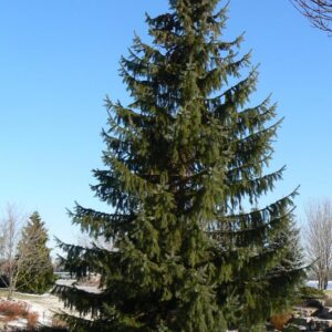 Serbian Spruce