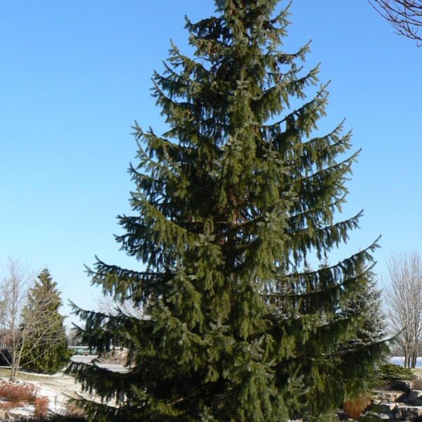 Serbian Spruce