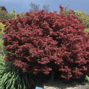 Shaina Japanese maple std